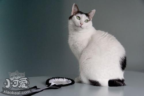 怎么訓(xùn)練日本短尾貓不叫 日本短尾貓亂叫解決辦法