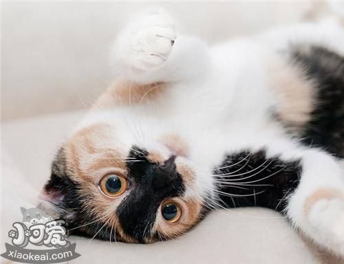 怎么糾正日本短尾貓的夜游 日本短尾貓夜游糾正方法