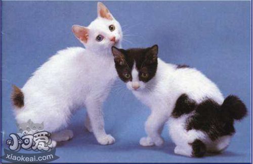 日本短尾貓會打滾嗎 日本短尾貓打滾訓(xùn)練方法