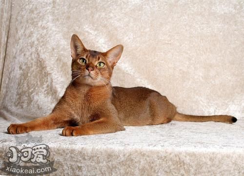 阿比西尼亞貓咬人怎么辦 阿比西尼亞貓不咬人訓(xùn)練