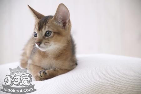 阿比西尼亞貓上廁所怎么訓(xùn)練 阿比西尼亞貓上廁所教學(xué)