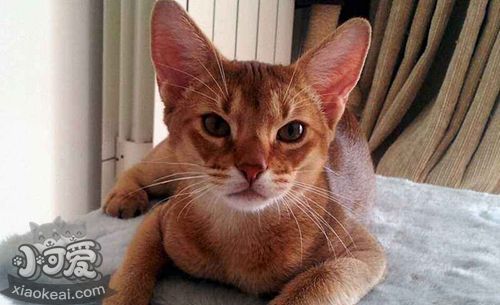 阿比西尼亞貓犯錯(cuò)怎么教育 阿比西尼亞貓犯錯(cuò)教育方法