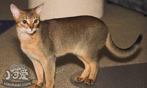 阿比西尼亞貓會游泳嗎 阿比西尼亞貓游泳訓(xùn)練