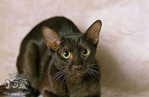 怎么訓(xùn)練哈瓦那棕貓裝死 哈瓦那貓裝死訓(xùn)練法