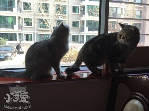 如何訓練哈瓦那棕貓不亂抓家具