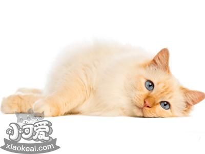 如何訓(xùn)練緬甸貓用馬桶 緬甸貓用馬桶訓(xùn)練方法