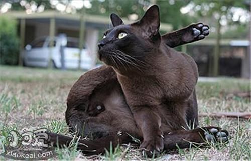 緬甸貓會自己上廁所嗎 緬甸貓上廁所訓(xùn)練