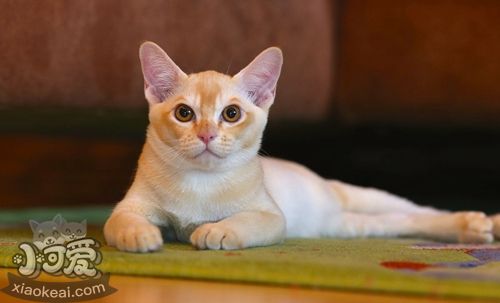 緬甸貓會裝死嗎 緬甸貓裝死訓(xùn)練法