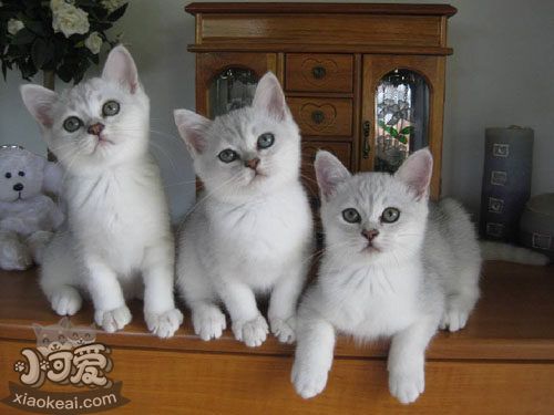 波米拉貓怎么訓練 波米拉貓訓練技巧