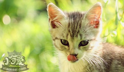 怎么和波米拉貓相處 波米拉貓相處注意事項(xiàng)