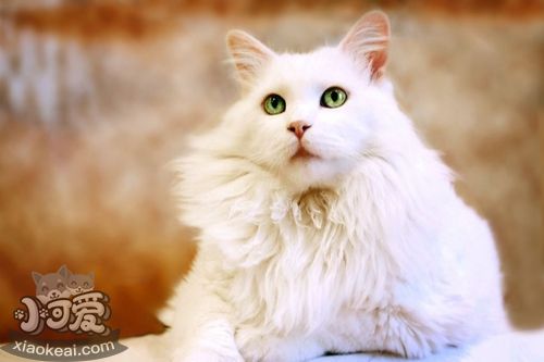 波米拉貓不會(huì)游泳怎么辦 波米拉貓學(xué)游泳記