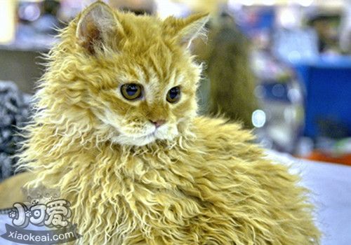 如何訓(xùn)練德文卷毛貓站起來 德文卷毛貓站立訓(xùn)練