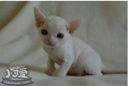 德文卷毛貓不會用貓砂怎么辦 德文卷毛貓使用貓砂訓(xùn)練法