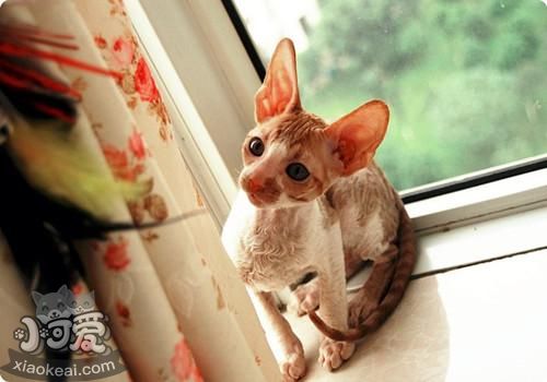 柯尼斯卷毛貓怎么學(xué)游泳 柯尼斯卷毛貓游泳訓(xùn)練