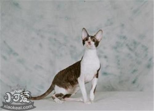 柯尼斯卷毛貓不聽話怎么辦 柯尼斯卷毛貓言聽計(jì)從訓(xùn)練法