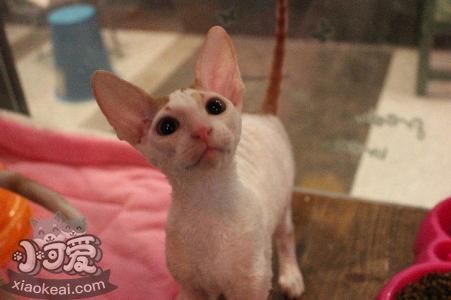 柯尼斯卷毛貓怎么訓(xùn)練 和其他動物相處訓(xùn)練