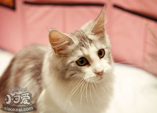 怎么訓練柯尼斯卷毛貓上廁所 柯尼斯卷毛貓上廁所訓練法