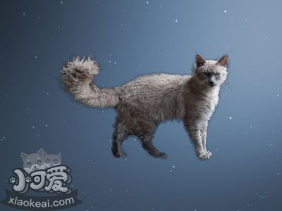 怎樣訓(xùn)練拉邦貓用馬桶 拉邦貓馬桶使用訓(xùn)練