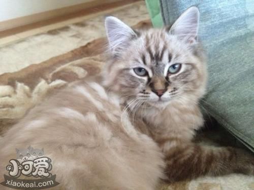 拉邦貓?jiān)趺从?xùn)練 拉邦貓訓(xùn)練注意事項(xiàng)