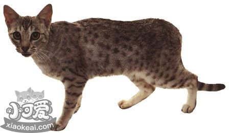 奧西貓不聽(tīng)話(huà)怎么辦 不聽(tīng)話(huà)的奧西貓改造作戰(zhàn)