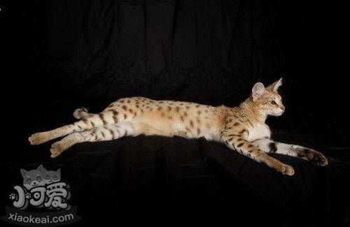 熱帶草原貓不會游泳怎么辦 熱帶草原貓游泳訓(xùn)練