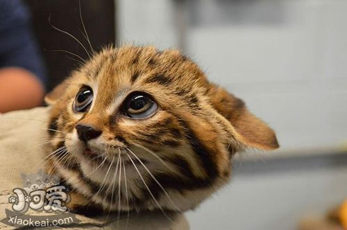 熱帶草原貓會咬人嗎 熱帶草原貓不咬人訓(xùn)練法