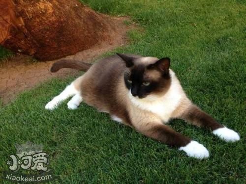 雪鞋貓?jiān)趺从?xùn)練裝死 雪鞋貓裝死訓(xùn)練