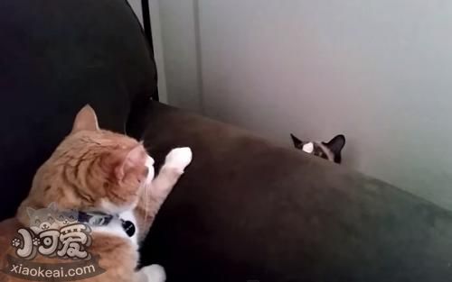 怎么訓練雪鞋貓晚上睡覺 雪鞋貓晝伏夜出習慣更改訓練