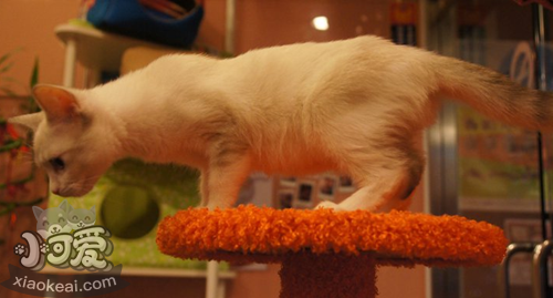 如何訓(xùn)練雪鞋貓用馬桶 雪鞋貓 馬桶使用訓(xùn)練