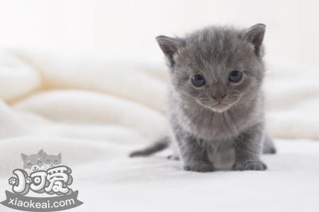 如何防止沙特爾貓抓墻 沙特爾貓不抓墻訓(xùn)練方法