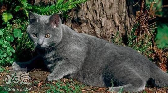 沙特爾貓?jiān)趺从?xùn)練 沙特爾貓訓(xùn)練原則介紹