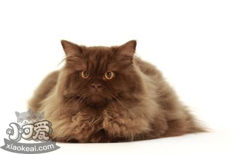 英國長毛貓怕水怎么辦 英國長毛貓怕水解決辦法