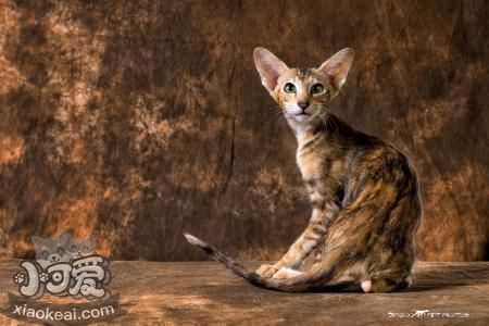 東方貓如何訓(xùn)練 東方貓訓(xùn)練方法