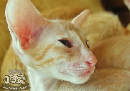 東方貓會擊掌嗎 訓練東方貓學擊掌技巧