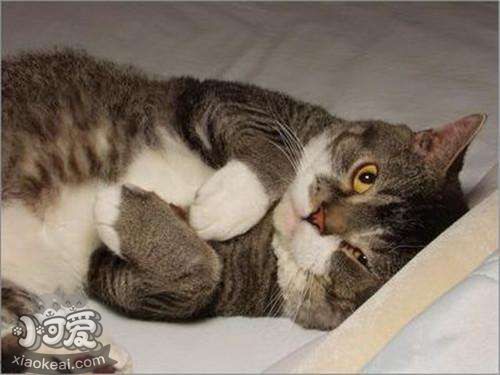 怎么訓(xùn)練美國剛毛貓不咬人 生活習(xí)慣上去改變