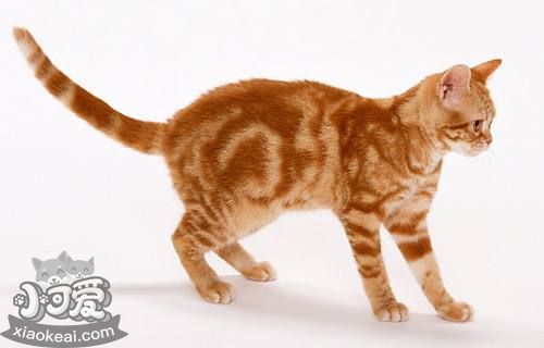 美國(guó)剛毛貓?jiān)趺从?xùn)練 美國(guó)剛毛貓訓(xùn)練方法