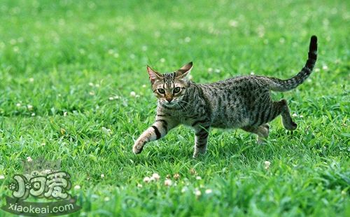 奧西貓會(huì)跳環(huán)嗎 奧西貓?zhí)h(huán)訓(xùn)練方法