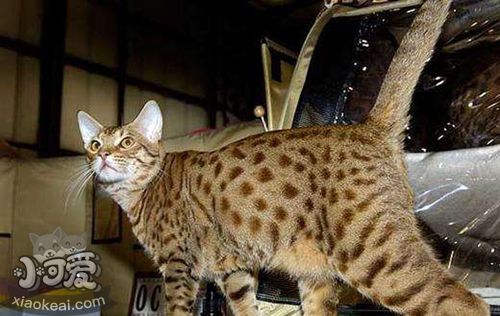 怎么與奧西貓相處 奧西貓相處訓練