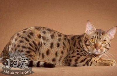 奧西貓?jiān)趺磳W(xué)游泳 奧西貓游泳訓(xùn)練方法