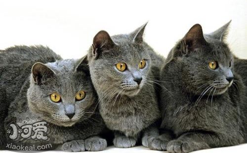 卡爾特貓怎么訓練 卡爾特貓訓練小妙招