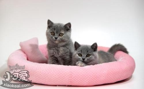 卡爾特貓犯錯怎么訓(xùn)斥 卡爾特貓犯錯訓(xùn)斥方法