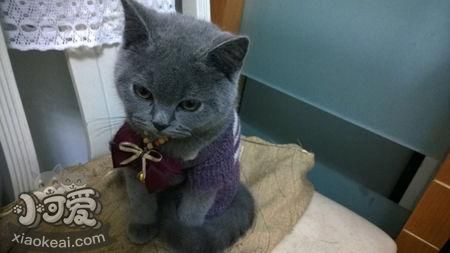 卡爾特貓怕水怎么辦 卡爾特貓卡水訓(xùn)練方法