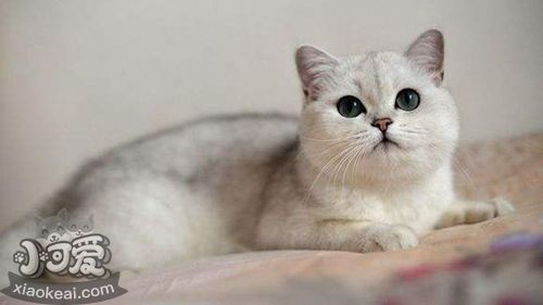 重點(diǎn)色短毛貓咬人怎么辦 重點(diǎn)色短毛貓不咬人訓(xùn)練