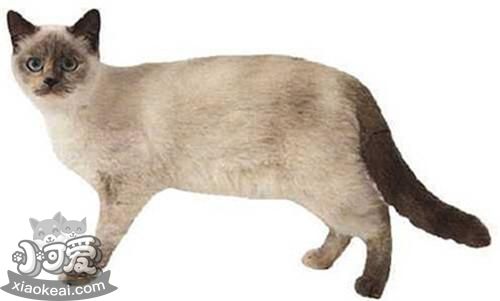 重點色短毛貓怎么訓(xùn)練裝死 重點色短毛貓裝死訓(xùn)練方法