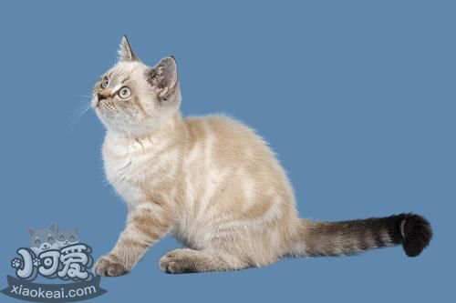 重點色短毛貓很兇怎么辦 溫柔重點色短毛貓訓(xùn)練法