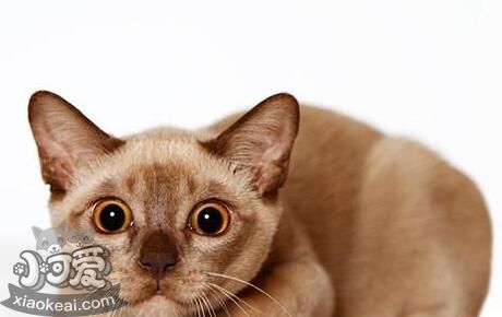 怎么訓(xùn)練歐洲緬甸貓睡在固定地點(diǎn)