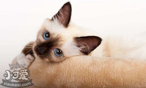 如何訓(xùn)練歐洲緬甸貓 歐洲緬甸貓訓(xùn)練注意事項