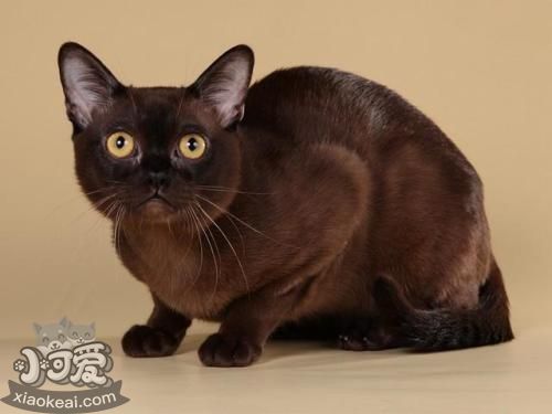 歐洲緬甸貓?jiān)趺聪嗵?歐洲緬甸貓相處細(xì)節(jié)