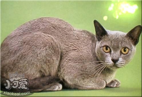歐洲緬甸貓錯誤訓(xùn)練有哪些 錯誤訓(xùn)練問題介紹