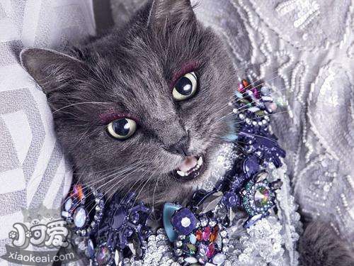 內(nèi)華達貓晚上不睡覺怎么辦 內(nèi)華達貓作息訓練